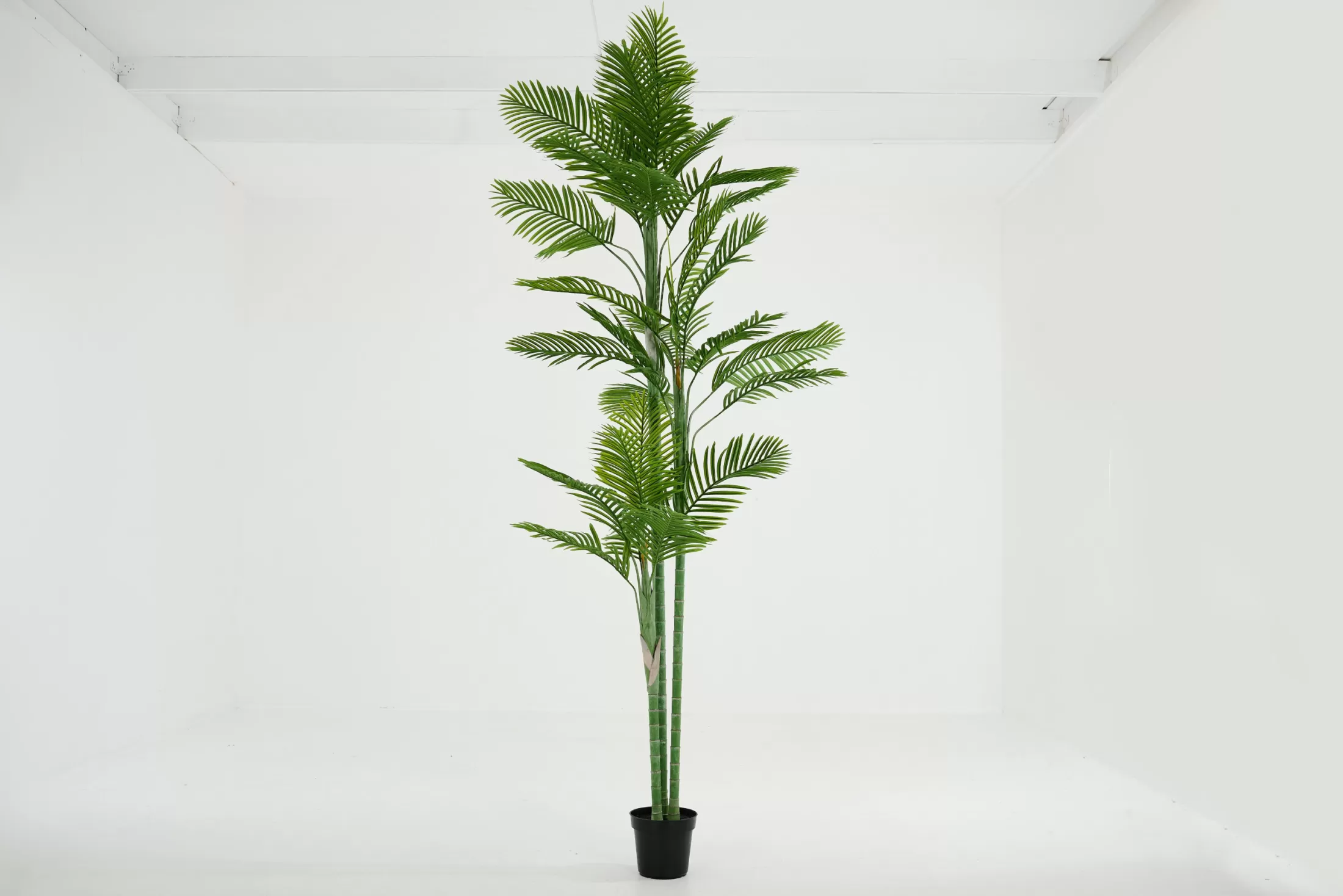Flamant Decoratie | Arecapalm, Plant