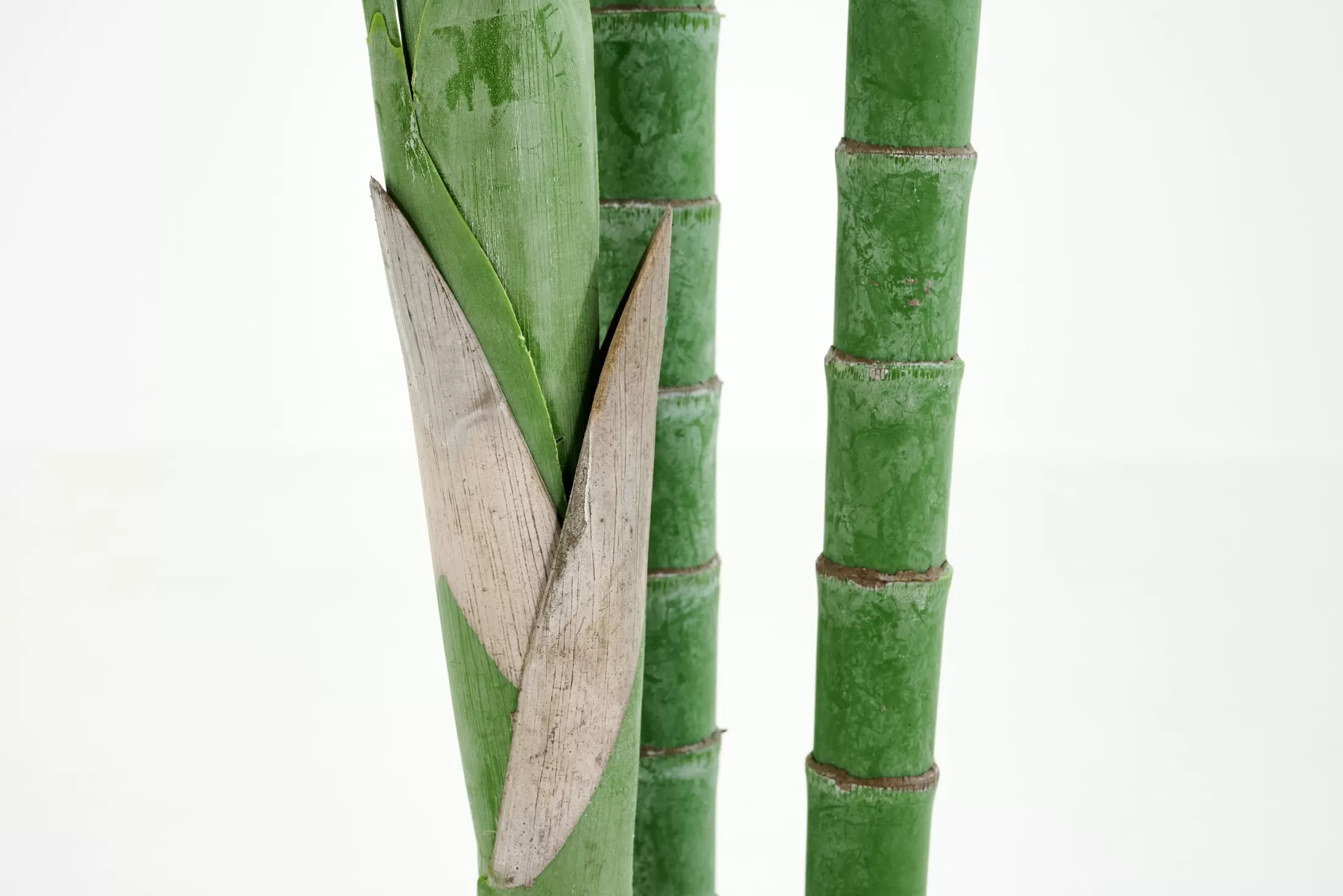 Flamant Decoratie | Arecapalm, Plant