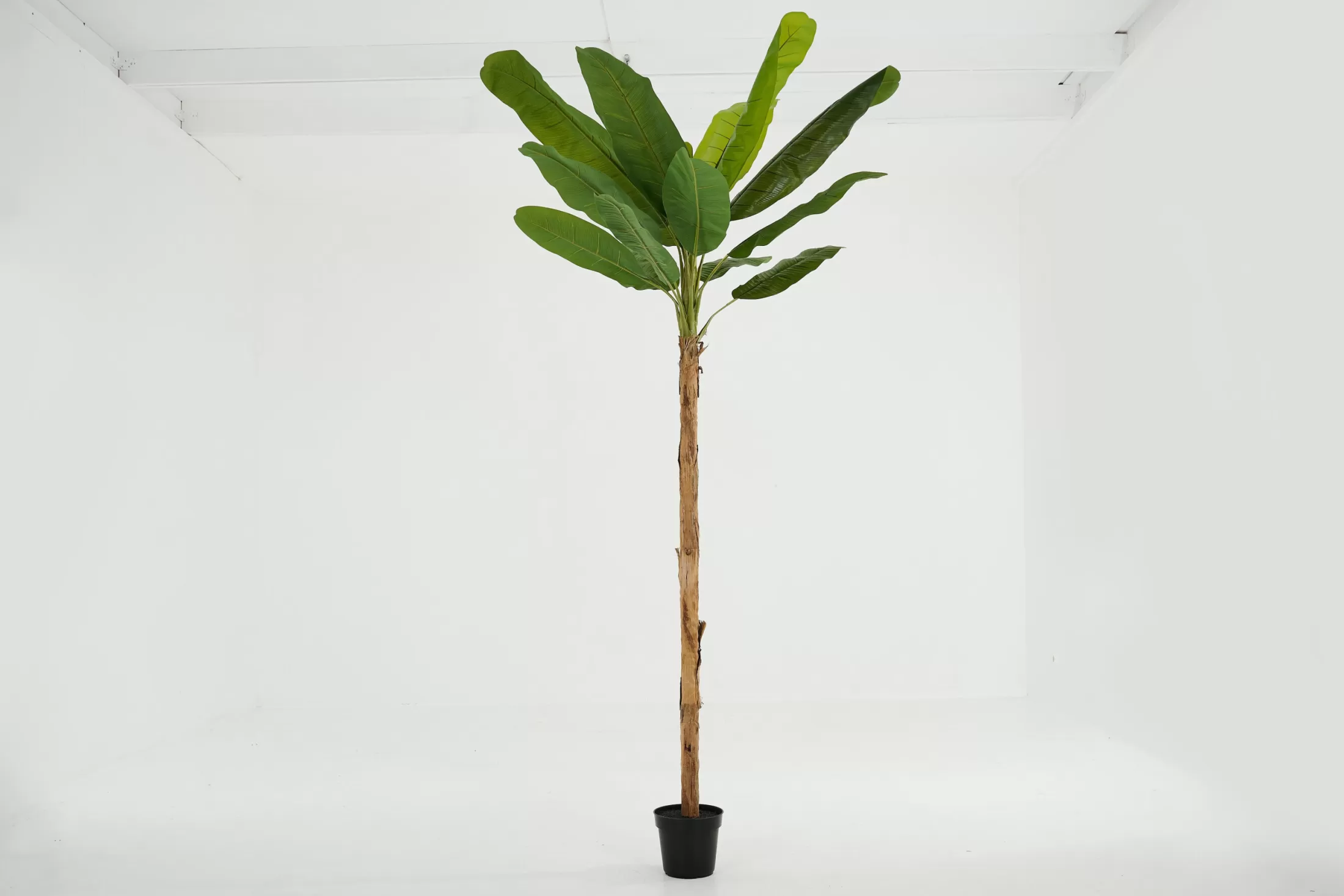 Flamant Decoratie | Bananenboom, Plant