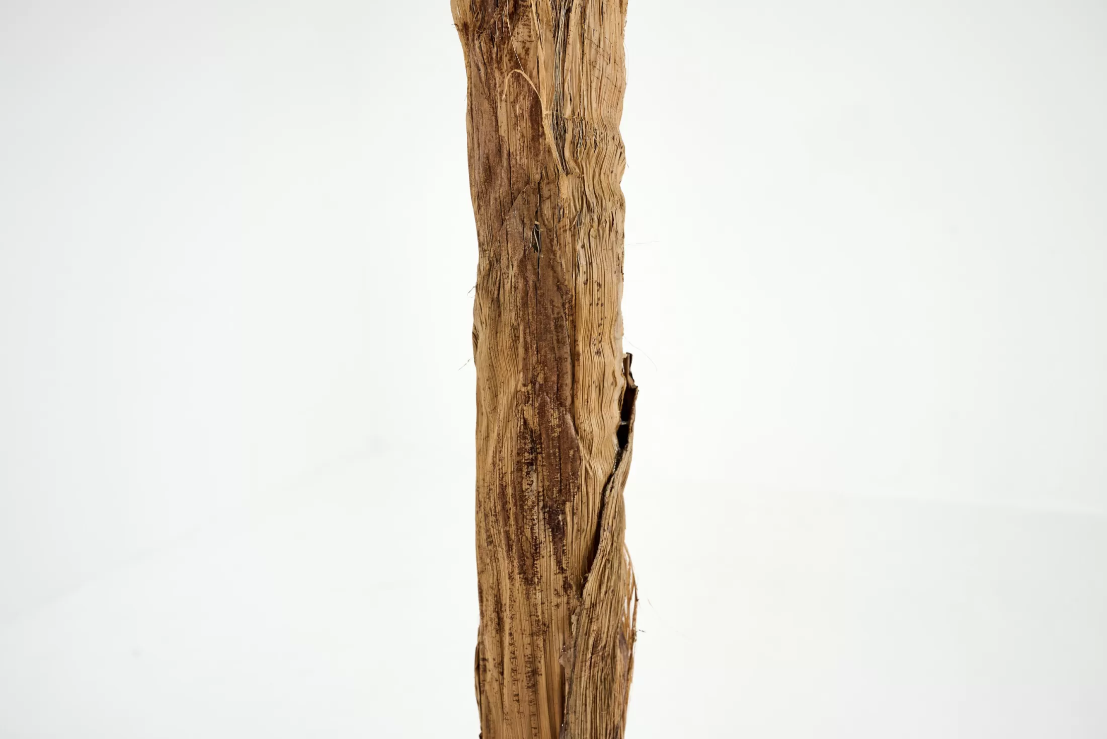 Flamant Decoratie | Bananenboom, Plant