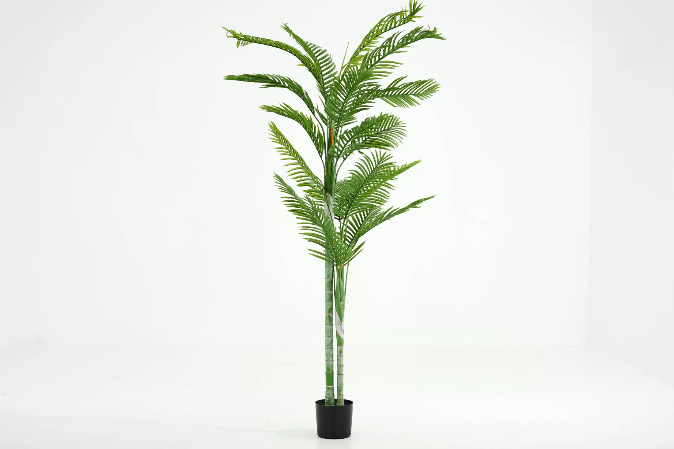 Flamant Decoratie | Betelpalm, Plant