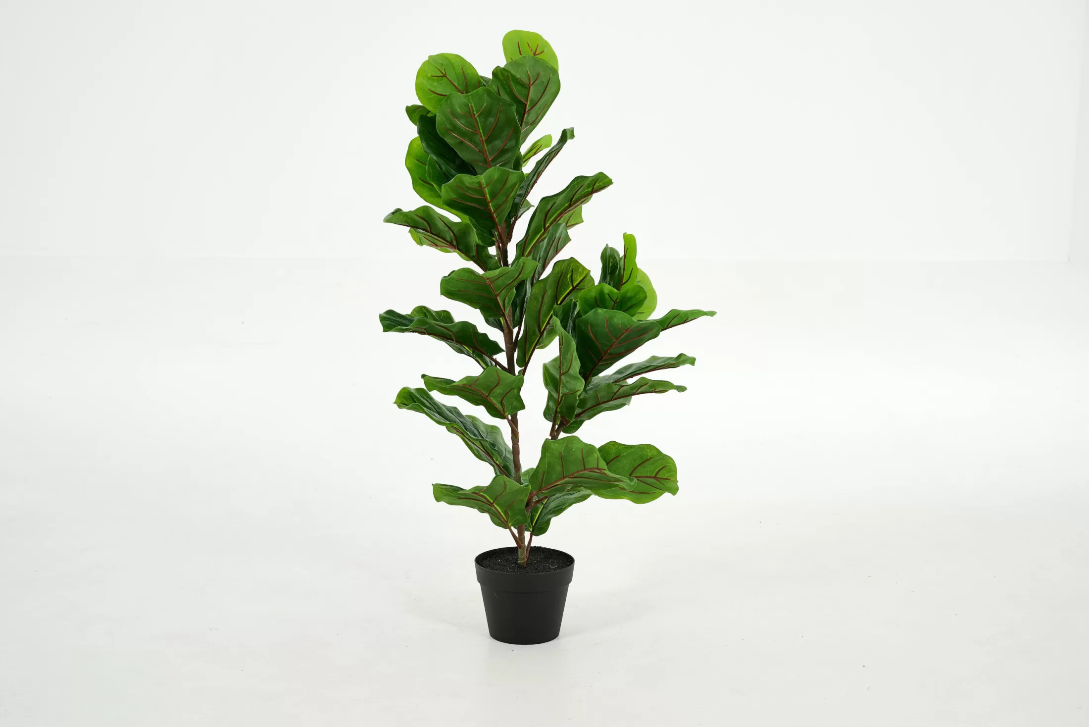 Flamant Decoratie | Fiddle Leaf-Vijg, Plant