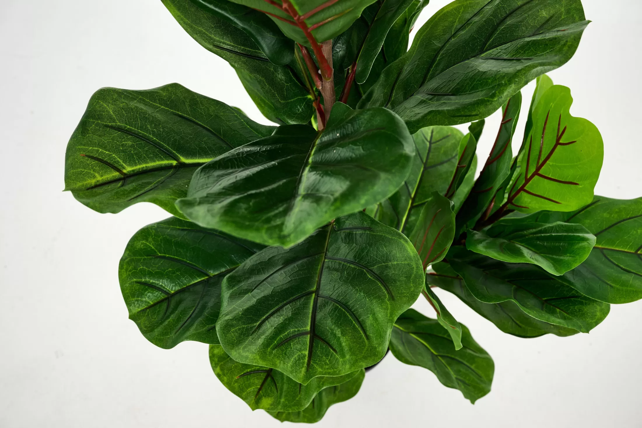 Flamant Decoratie | Fiddle Leaf-Vijg, Plant