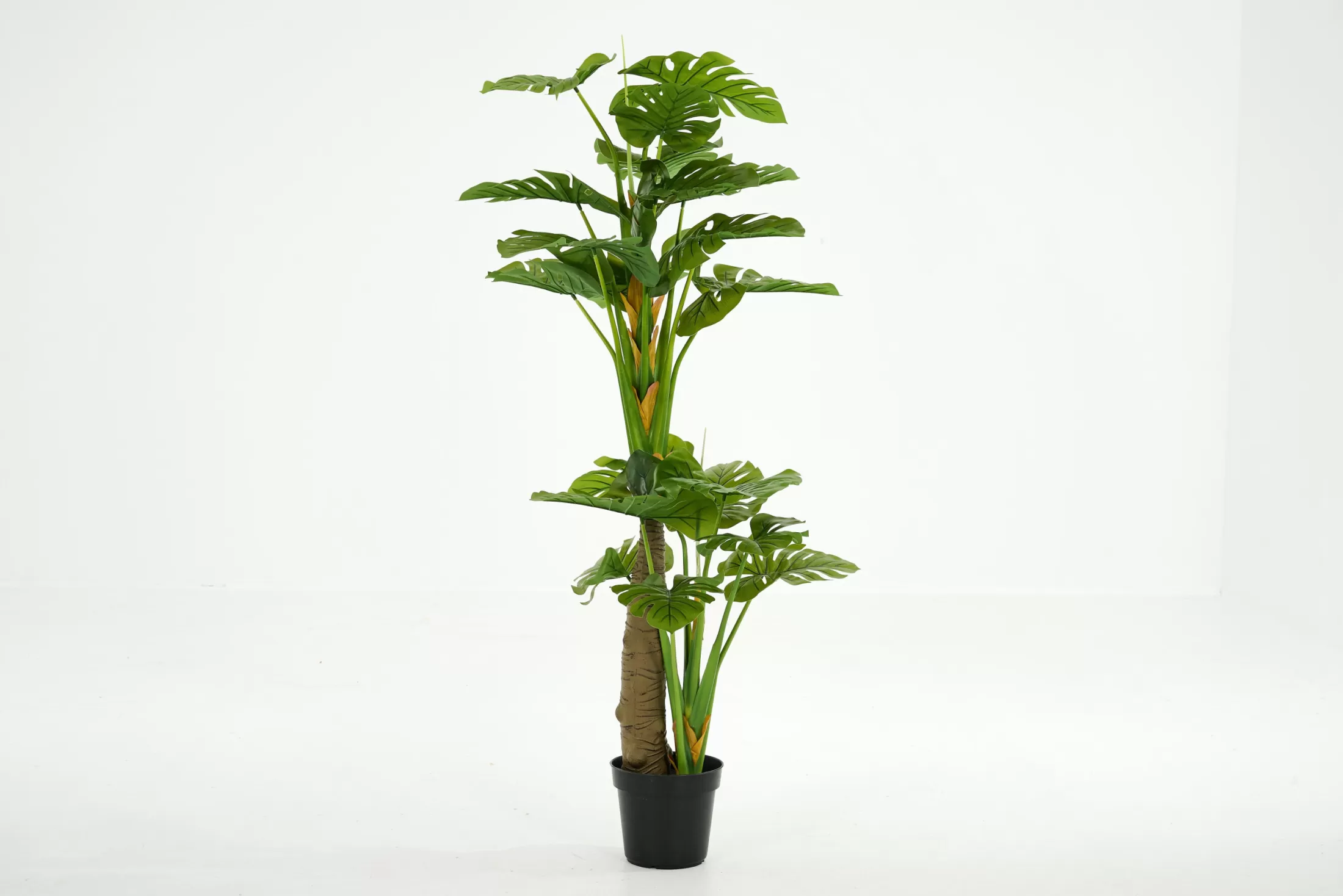 Flamant Moederdag | Monsteraplant, Plant